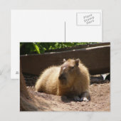 Capybara Briefkaart (Voorkant / Achterkant)