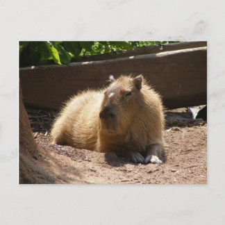 Capybara Briefkaart