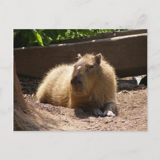 Capybara Briefkaart (Voorkant)