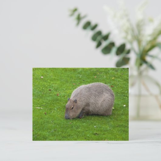 Capybara Briefkaart (Staand voorkant)