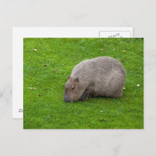 Capybara Briefkaart (Voorkant / Achterkant)