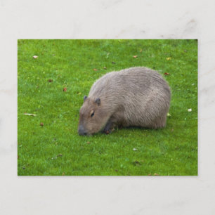 Capybara Briefkaart