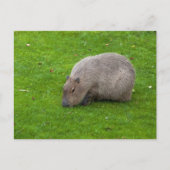 Capybara Briefkaart (Voorkant)