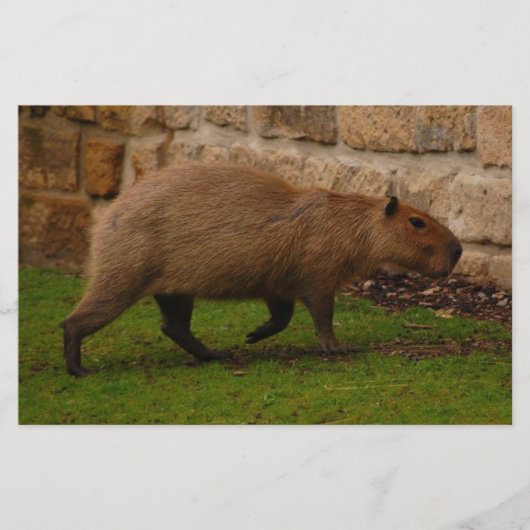 capybara briefpapier (Voorkant)