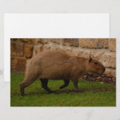 capybara briefpapier (Voorkant / Achterkant)