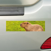 Capybara Bumpersticker (Op auto)