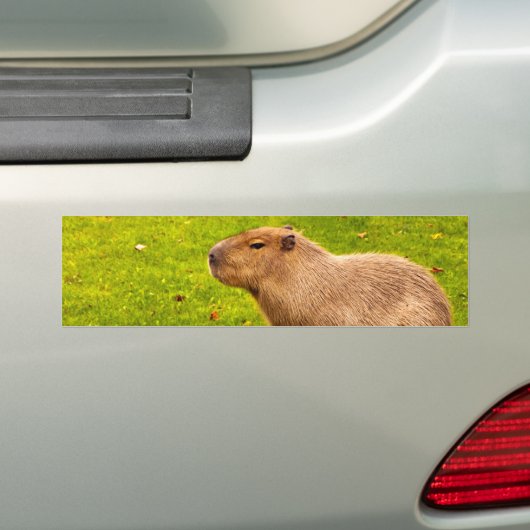 Capybara Bumpersticker (Op auto)