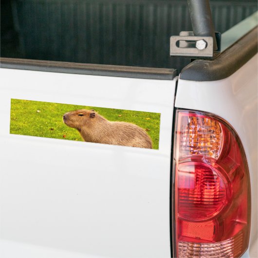 Capybara Bumpersticker (Op Truck)