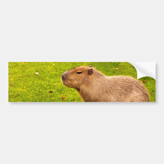 Capybara Bumpersticker (Voorkant)