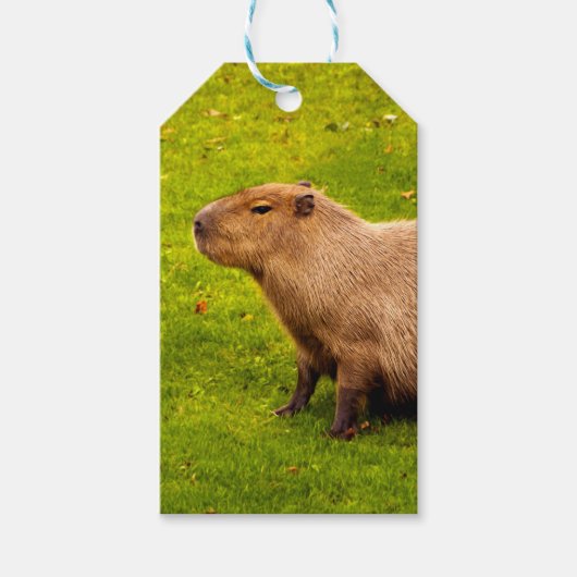 Capybara Cadeaulabel (Voorkant)