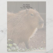 Capybara Custom Briefhoofd (Voorkant)