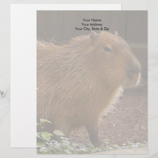 Capybara Custom Briefhoofd (Voorkant / Achterkant)