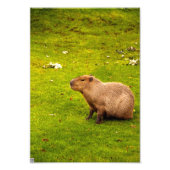 Capybara Foto Afdruk (Voorkant)
