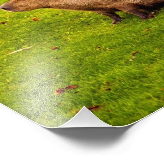 Capybara Foto Afdruk (Hoek)