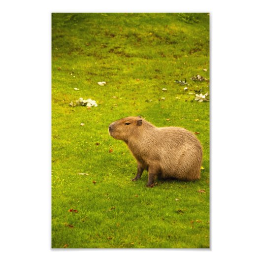 Capybara-fotoafdruk Foto Afdruk (Voorkant)