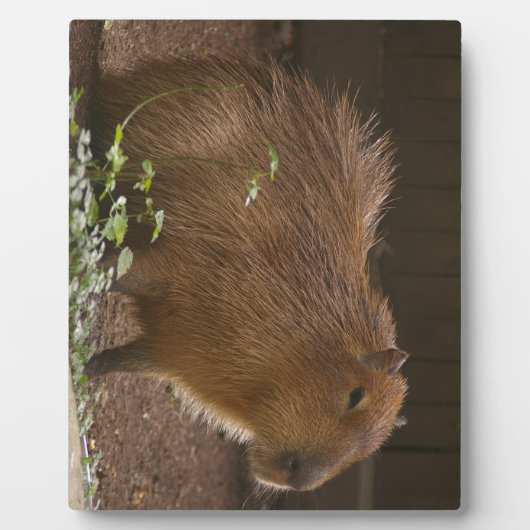 Capybara Fotoplaat (Voorkant)