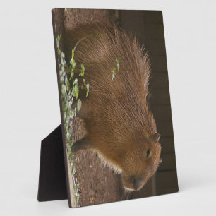 Capybara Fotoplaat