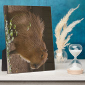 Capybara Fotoplaat (Zijkant)