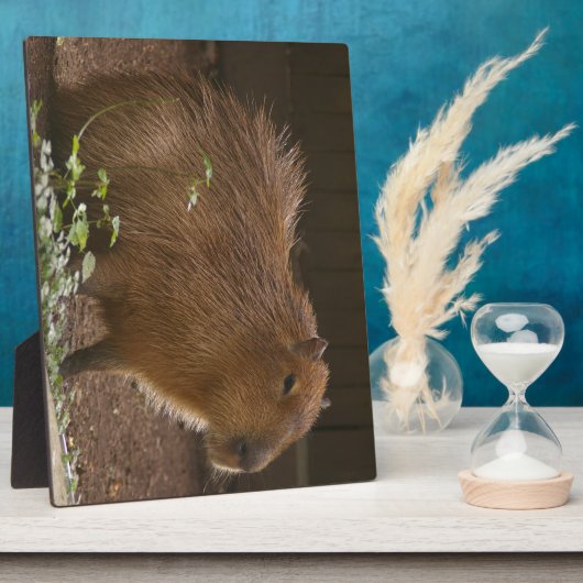 Capybara Fotoplaat (Zijkant)
