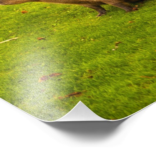 Capybara fotoprint foto afdruk (Hoek)