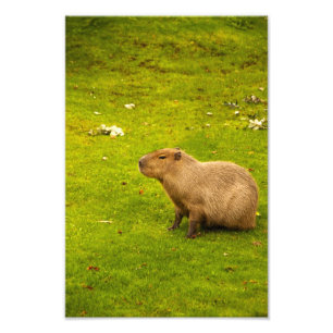 Capybara fotoprint foto afdruk