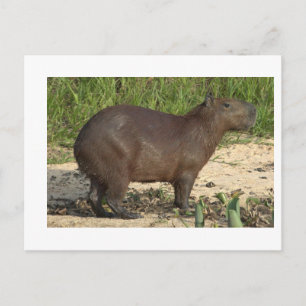  Capybara Gifts en T - shirts - Tekst toevoegen Briefkaart