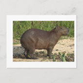 Capybara Gifts en T - shirts - Tekst toevoegen Briefkaart (Voorkant)