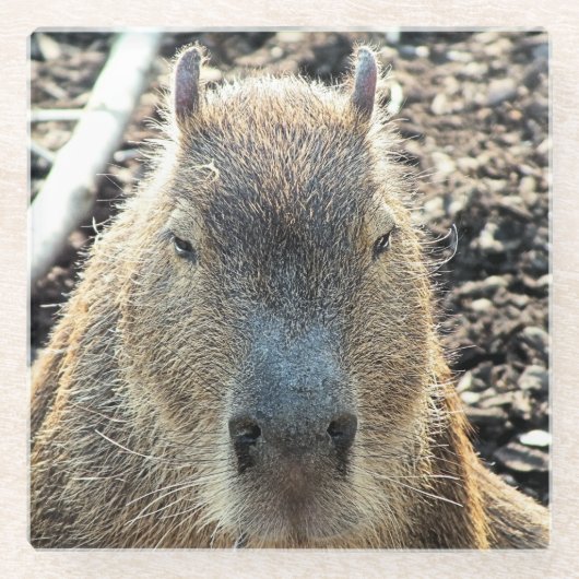 CAPYBARA GLAZEN ONDERZETTER (Voorkant)