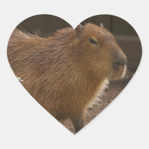 Capybara Hart Sticker