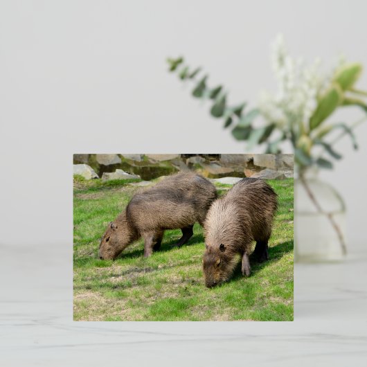 Capybara hydrochaeris folie feestdagen briefkaart (Staand Voorkant)