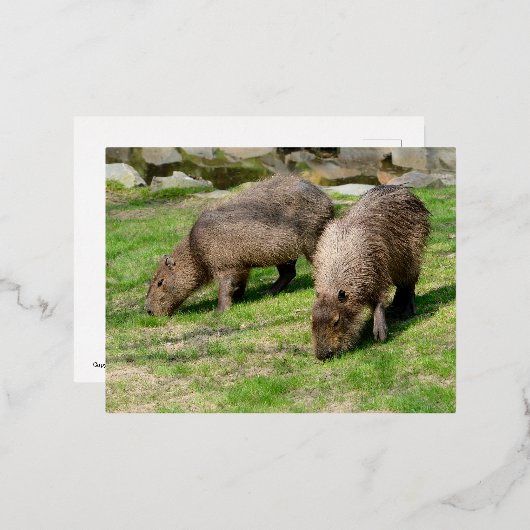 Capybara hydrochaeris folie feestdagen briefkaart (Voorkant / Achterkant)