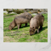 Capybara hydrochaeris folie feestdagen briefkaart (Voorkant)