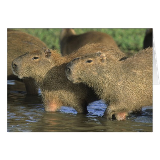 Capybara, Hydrochaeris hydrochaeris), wereldbol (Voorkant Horizontaal)