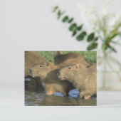Capybara, Hydrochaeris hydrochaeris), wereldbol Briefkaart (Staand voorkant)