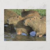 Capybara, Hydrochaeris hydrochaeris), wereldbol Briefkaart (Voorkant)