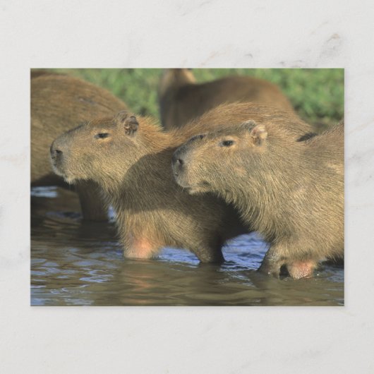 Capybara, Hydrochaeris hydrochaeris), wereldbol Briefkaart (Voorkant)