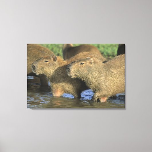 Capybara, Hydrochaeris hydrochaeris), wereldbol Canvas Afdruk (Voorkant)