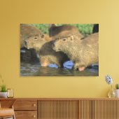 Capybara, Hydrochaeris hydrochaeris), wereldbol Canvas Afdruk (Insitu (Woonkamer))