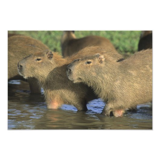 Capybara, Hydrochaeris hydrochaeris), wereldbol Foto Afdruk (Voorkant)