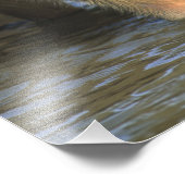 Capybara, Hydrochaeris hydrochaeris), wereldbol Foto Afdruk (Hoek)