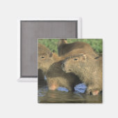 Capybara, Hydrochaeris hydrochaeris), wereldbol Magneet (Voorkant / Achterkant)