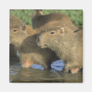 Capybara, Hydrochaeris hydrochaeris), wereldbol Magneet