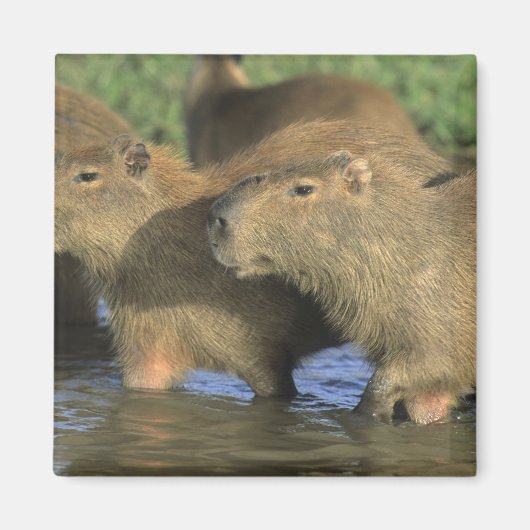 Capybara, Hydrochaeris hydrochaeris), wereldbol Magneet (Voorkant)