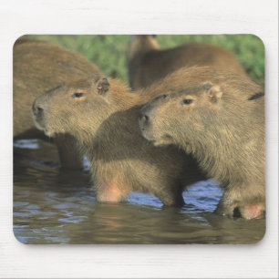 Capybara, Hydrochaeris hydrochaeris), wereldbol Muismat