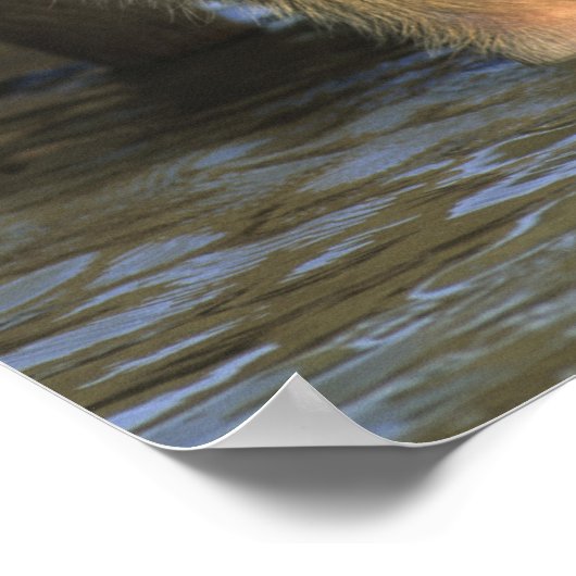 Capybara, Hydrochaeris hydrochaeris), wereldbol Poster (Hoek)