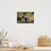 Capybara, Hydrochaeris hydrochaeris), wereldbol Poster (Keuken)