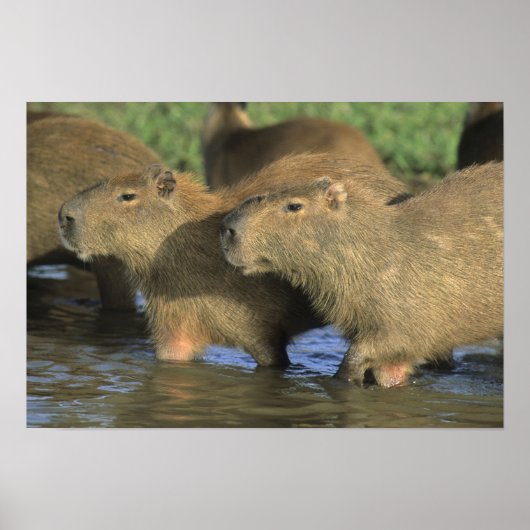 Capybara, Hydrochaeris hydrochaeris), wereldbol Poster (Voorkant)