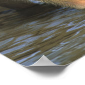 Capybara, Hydrochaeris hydrochaeris), wereldbol Poster (Hoek)