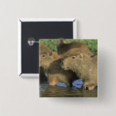 Capybara, Hydrochaeris hydrochaeris), wereldbol Vierkante Button 5,1 Cm (Voorkant /achterkant)