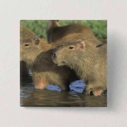Capybara, Hydrochaeris hydrochaeris), wereldbol Vierkante Button 5,1 Cm (Voorkant)